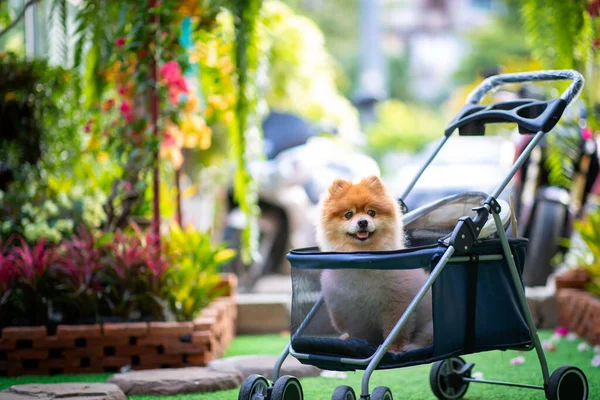 Cão Pequeno Senta Dentro Jardim Verde Com Caminho Pavimentado Com — Fotografia de Stock