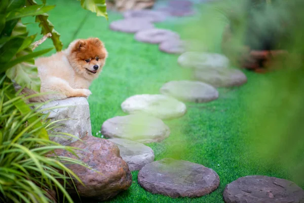 Small Dog Sits Green Garden Path Paved Stone Slabs Green — Stock Photo, Image