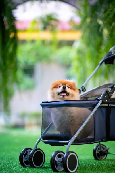 Ένα Μικρό Σκυλί Κάθεται Μέσα Ένα Καταπράσινο Κήπο Ένα Μονοπάτι Royalty Free Εικόνες Αρχείου