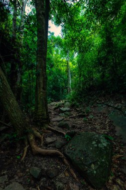 Dik bir ormanda, patikanın her iki tarafında ağaç kökleri, patika ve merdiven olarak da büyük taşlar olan bir patika. Phu Kradueng, Tayland yolu..