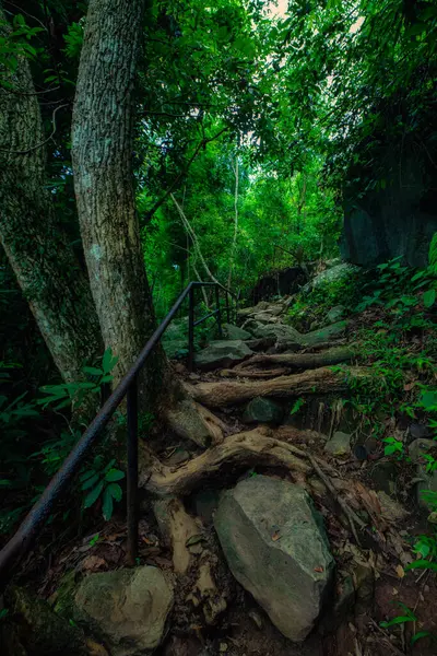 Ένα Μονοπάτι Ένα Απότομο Δάσος Στη Μέση Της Όμορφης Φύσης — Φωτογραφία Αρχείου