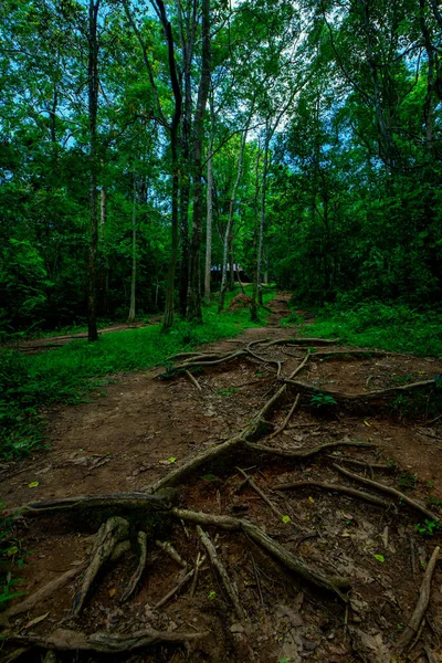 Sentier Dans Une Forêt Escarpée Milieu Une Belle Nature Avec — Photo