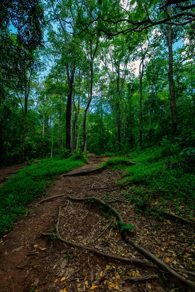 Ένα Μονοπάτι Ένα Απότομο Δάσος Στη Μέση Της Όμορφης Φύσης — Φωτογραφία Αρχείου