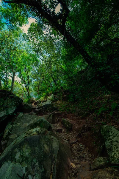 一条在陡峭的森林中的小径 在美丽的大自然中 两边都有树根和大石头作为小径和楼梯 泰国Phu Kradueng之间的公路 — 图库照片