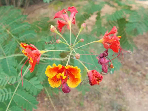           Renkli kırmızı ve turuncu tavus kuşu çiçeklerinin (Caesalpinia pulcherrima) yeşil yapraklardan oluşan bir arka plan üzerine kurulu detaylı bir görüntüsü vardır..