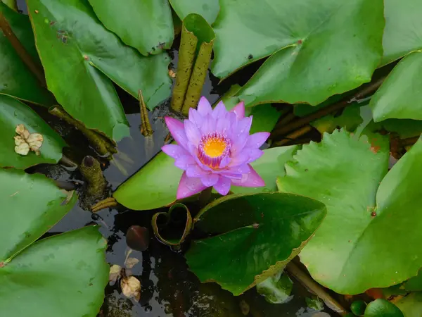           Sarı merkezli canlı mor bir nilüfer yeşil zambaklarla çevrili, koyu sularda yüzer..