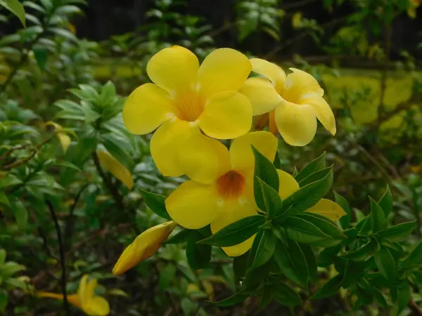            Yeşil yapraklar ve yapraklarla çevrili ince turuncu merkezli birkaç parlak sarı çiçeğin yakın çekimi..