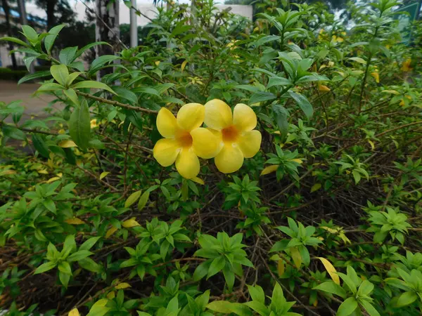  Yeşil yapraklar ve yapraklarla çevrili ince turuncu merkezli birkaç parlak sarı çiçeğin yakın çekimi..
