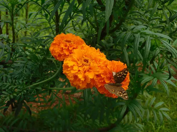            Yeşil yapraklarla çevrili canlı turuncu kadife çiçeklerinin üzerine tünemiş kahverengi kanatlı iki kelebek..