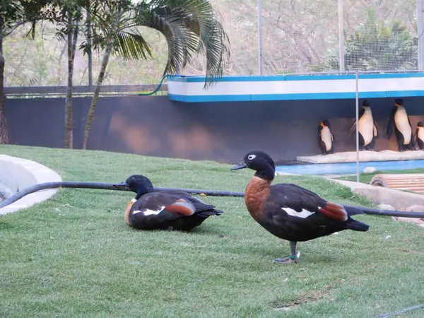           İki ördek dinleniyor ve yeşil çimlerin üzerinde duruyor.. 