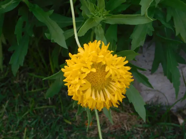           Yakın planda tek bir canlı sarı çiçek gösterilir, arka planda bulanık yeşil yapraklar, taç yapraklarının dokusunu ve şeklini vurgular..