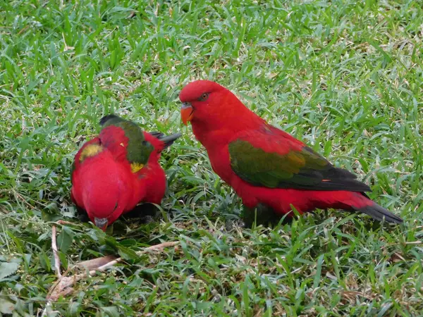 İki canlı kırmızı lori papağanı yeşil çimlerin üzerinde, biri yukarı bakıyor ve diğeri yiyecek arıyor..