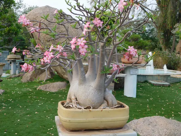 Bir bahçede sergilenen kalın gövdesi ve pembe çiçekleri ile bonsai şeklinde çarpıcı bir Çöl Gülü bitkisi..