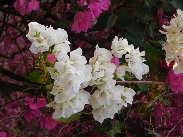 Hassas beyaz Bougainvillea çiçeklerinin detaylı bir görüntüsü. Arka planda pembe ipuçları var. Yaprakların ve frenlerin güzelliğini gösteriyor..