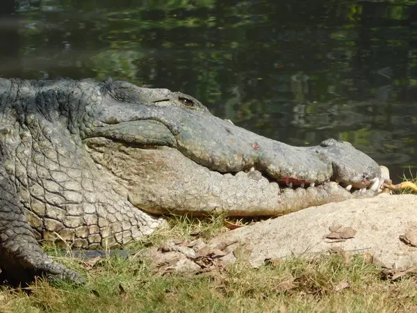            Suyun kenarında dinlenen bir timsahın kafasının detaylı bir yakın çekimi. Kaba, desenli deri ve görünür dişler göze çarpar..