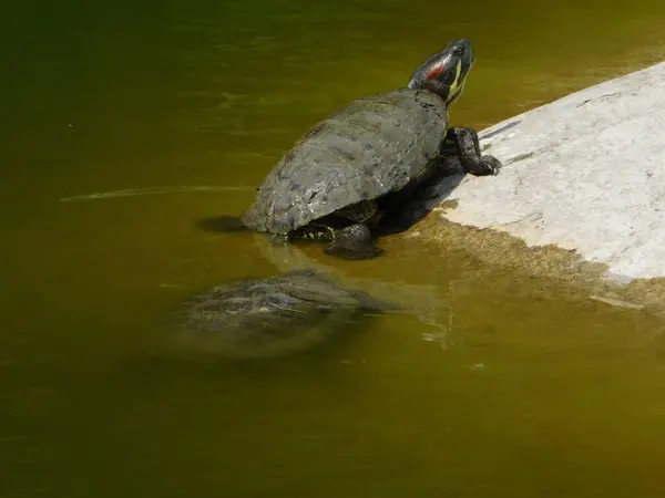           Kızıl Kulaklı Kaypak kaplumbağası kısmen bulanık suya batmış beton bir kenarda güneşleniyor. Gözün arkasındaki belirgin kırmızı iz görülebilir..