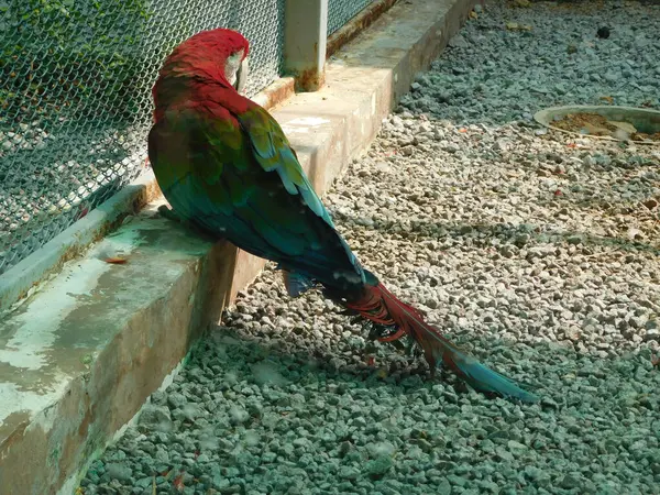            Güzel kırmızı ve yeşil bir papağan arkadan yakalar ve canlı tüylerini gösterir..