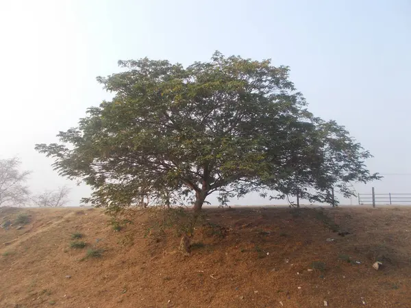            Büyük bir ağaç, sisli bir gökyüzüne karşı kahverengi bir yamaçta tek başına duruyor. Basit ama çarpıcı bir doğal manzara..