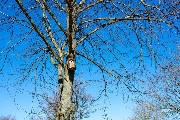 Mavi gökyüzüne karşı ağaçtaki kuş evi. Bahar geldi. Güneşli bir gün. Parlak bahar güneşi. Poster. Yuva kutusu.