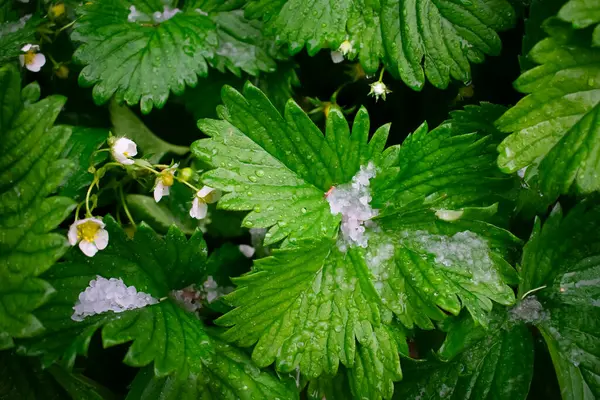 Çiçek açarken yeşil çilek yapraklarına yakın çekim. Resimler.