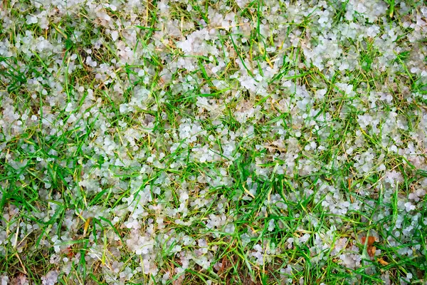 Çimenler dolu ile kaplı. Yağmurdan ve dolu 'dan sonraki yaz. Beyaz buz kütleleri yeşil çimlere saçılmış. Sıcak mevsimde alışılmadık hava olayları. Doğal ışık. Manzara. Resimler.