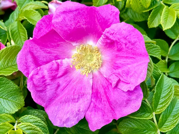 Pembe gül kalça çiçeğinin yakın çekimi. Yaz zamanı. Görüntü. Bahçe.