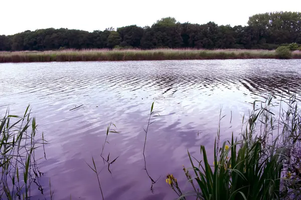 Mor tonlarda nehir manzarası. Sudaki ağaçların ve bulutların yansıması. Görüntü. Yaz zamanı. Nehir yarın sabah. Yağmurdan sonra. Bulutlu hava.