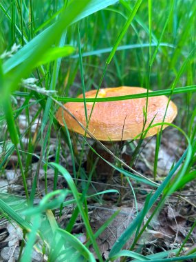 Ormanda mantar. Manzara. Poster. Geçmişi. Duvar Kağıdı.
