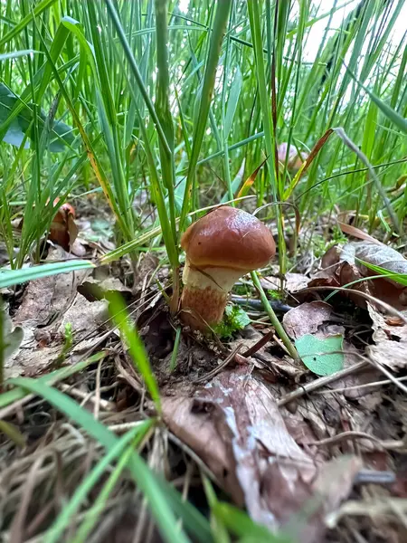 Ormanda mantar, yakın plan. Manzara. Doğa. Resim.