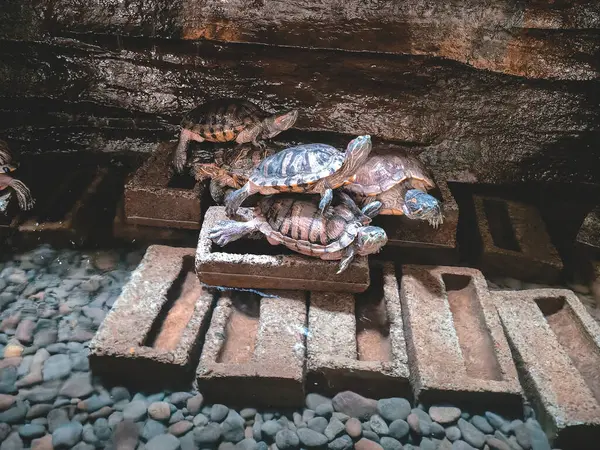 Bir grup kaplumbağa, taş bloklara istiflenmiş bir şekilde, kayalık bir zemine karşı, çakıl taşı dolu sığ bir gölette tünemişti..