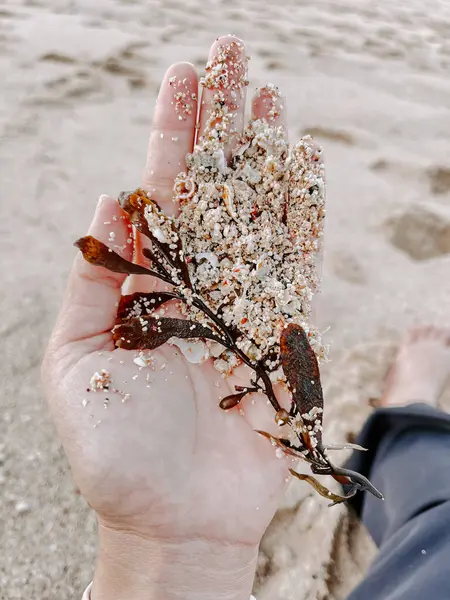 Deniz yosunu ve kum karışımı, kumlu bir sahil arka planına sahip, doğal plaj bulgularını gösteren bir elin yakın çekimi..