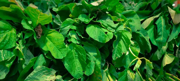 Büyük bir taze yeşil amaranth yaprak yığını yakın çekim, Bazı yapraklar solan veya hasarlı doğal doku gösterir.