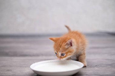 Küçük şirin bir kedi yavrusu süt içiyor..