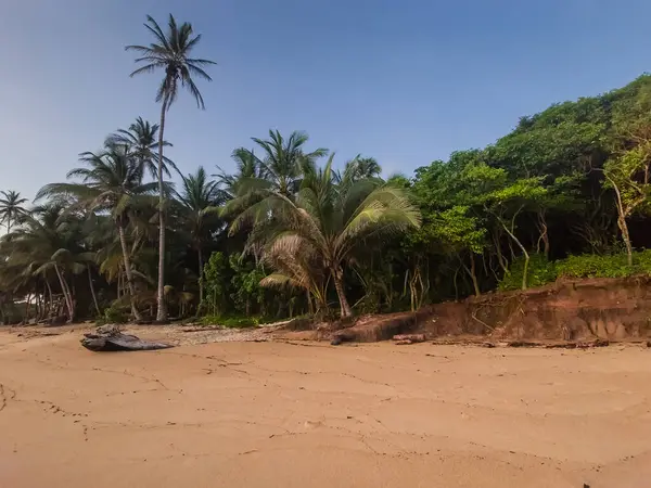Bereketli palmiye ağaçları ve açık mavi gökyüzü olan el değmemiş kumlu bir sahil. Sakin doğa temaları için idealdir