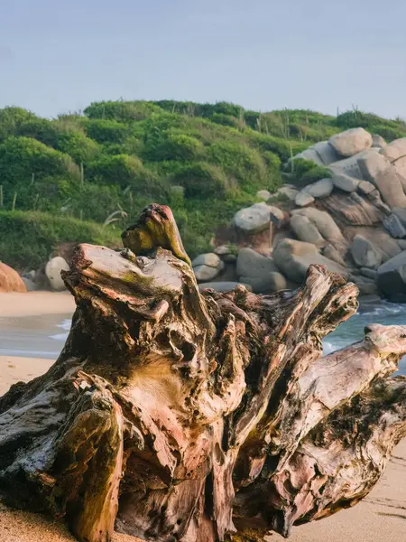 Berrak bir gökyüzünün altında yemyeşil bitki ve kayaların olduğu sakin bir sahilde antik bir ağaç.