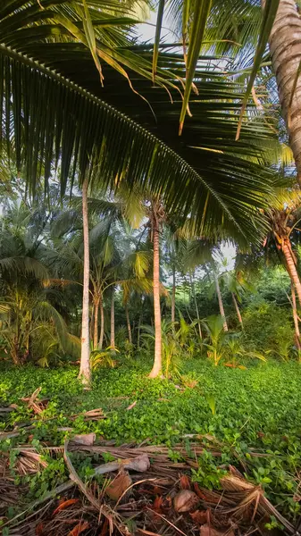 Tropikal bir ormanda palmiye ağaçları gökyüzüne doğru uzanır. Yumuşak ışık filtreleri, derinlik ve doku yaratır. Önplanda geniş yapraklar davet keşfi.