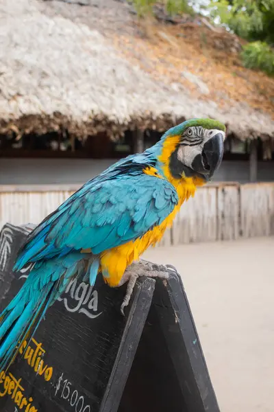 Mönü panosuna konmuş mavi ve sarı bir papağanın yakın plan görüntüsü..