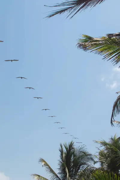 Gökyüzünde bir sıra halinde uçan bir kuş sürüsü. Kuşlar düz bir çizgide uçuyor, bazıları diğerlerinden daha yüksekte uçuyor. Gökyüzü açık ve mavi, görünürde bulut yok.