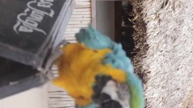 Mönü panosuna konmuş mavi ve sarı bir papağanın yakın plan görüntüsü..