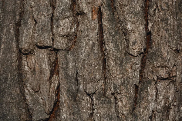 Holzuntergrund Textur Baumrinde Aus Nächster Nähe Mit Rissen Aus Dem — Stockfoto