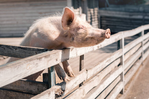 Pig on farm leaned against fence on sunny day. Animal fattening on large commercial breeding farm.