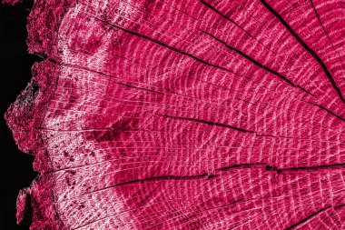 Kırmızıya boyanmış yuvarlak bir ağacın tonlanmış ahşap dokusu. 2023 Viva Magenta 'nın moda rengi. Çok renkli bir geçmişi var. Merkezden yıllık radyal halkalar ve çatlaklarla yakın çekim dokusu.