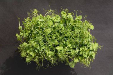 Close up fresh green Pea microgreens on black background. Germination of microgreens at home. Concept of healthy eating. Growing sprouts. Fresh natural organic product. Flat Lay, Copy Space