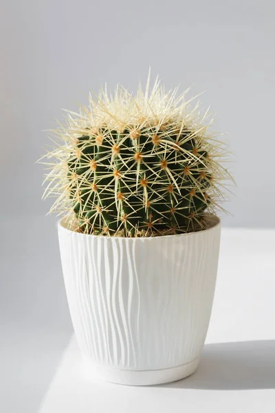 Cactus with long needles in white pot. Home Indoor plant under bright sunlight on gray background. Copy Space for text.