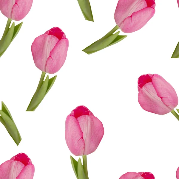 Seamless pattern of pink tulips on white background.