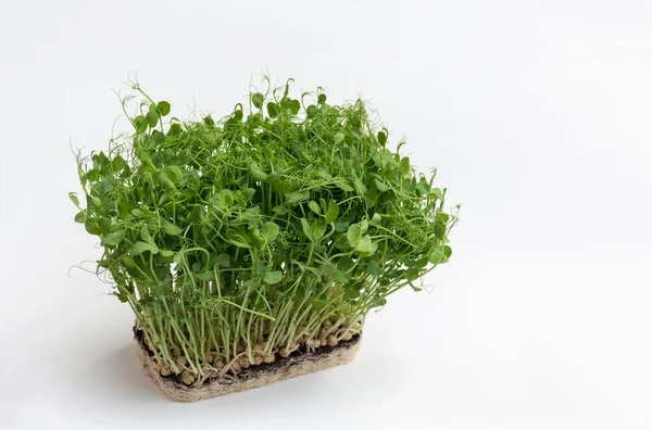 stock image Peas microgreens with seeds and roots on white background. Germination of microgreens at home on jute and hemp biodegradable mats. Concept of healthy eating. Fresh natural organic product. Copy Space