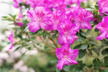 Pembe açelya çalısı ve yeşil yapraklar. Rododendronlar güzel bir kış botanik bahçesinde çiçek açarlar. Çiçek duvar kağıdı. Azalea çiçek açma mevsimi. Yumuşak odak.