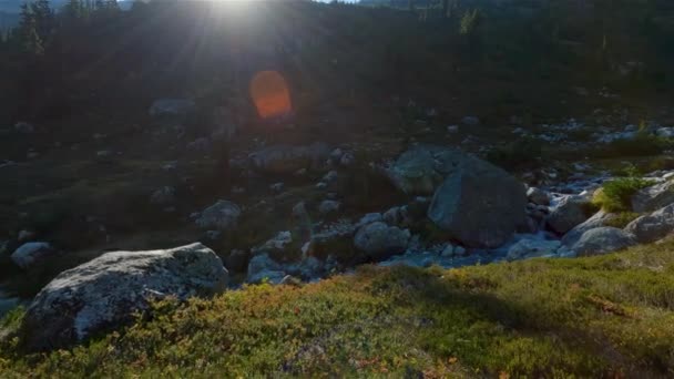 カナダの山の風景の中に川 野生の花や鮮やかな緑の木 春夏秋冬 ウィスラーとスカミッシュ ブリティッシュコロンビア州 カナダの近くのブランディワインメドウズでハイキング スローモーション シネマティック — ストック動画