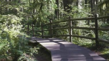 Lynn Canyon Park, Kuzey Vancouver, British Columbia, Kanada. Yağmur Ormanları 'nda Tahta Yürüyüş Yolu. Sunny Fall sezonu. Macera Yolculuğu. Yavaş Hareket