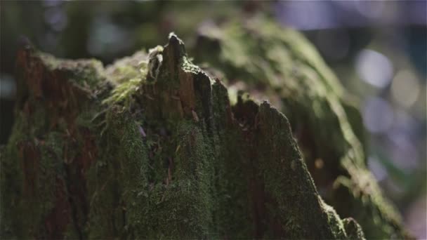 Vibranti Alberi Verdi Muschio Nella Foresta Pluviale Durante Stagione Autunnale — Video Stock